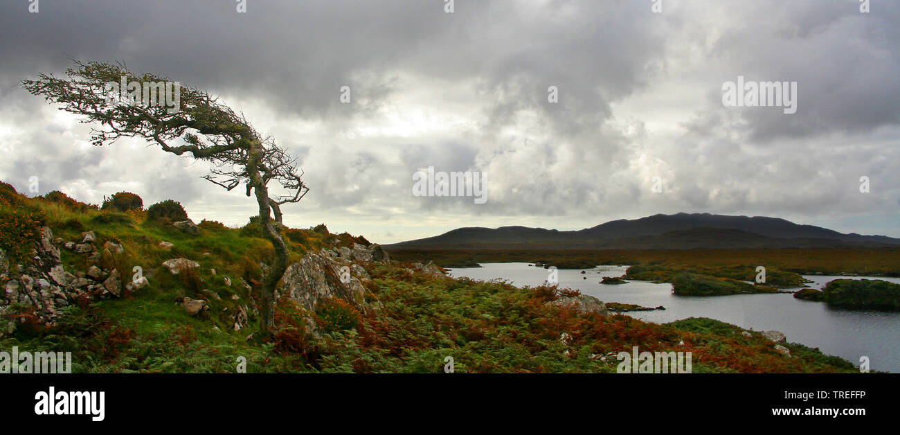 Verzogene Baum und See in der Bergwelt, Irland, Connemara Stockfoto