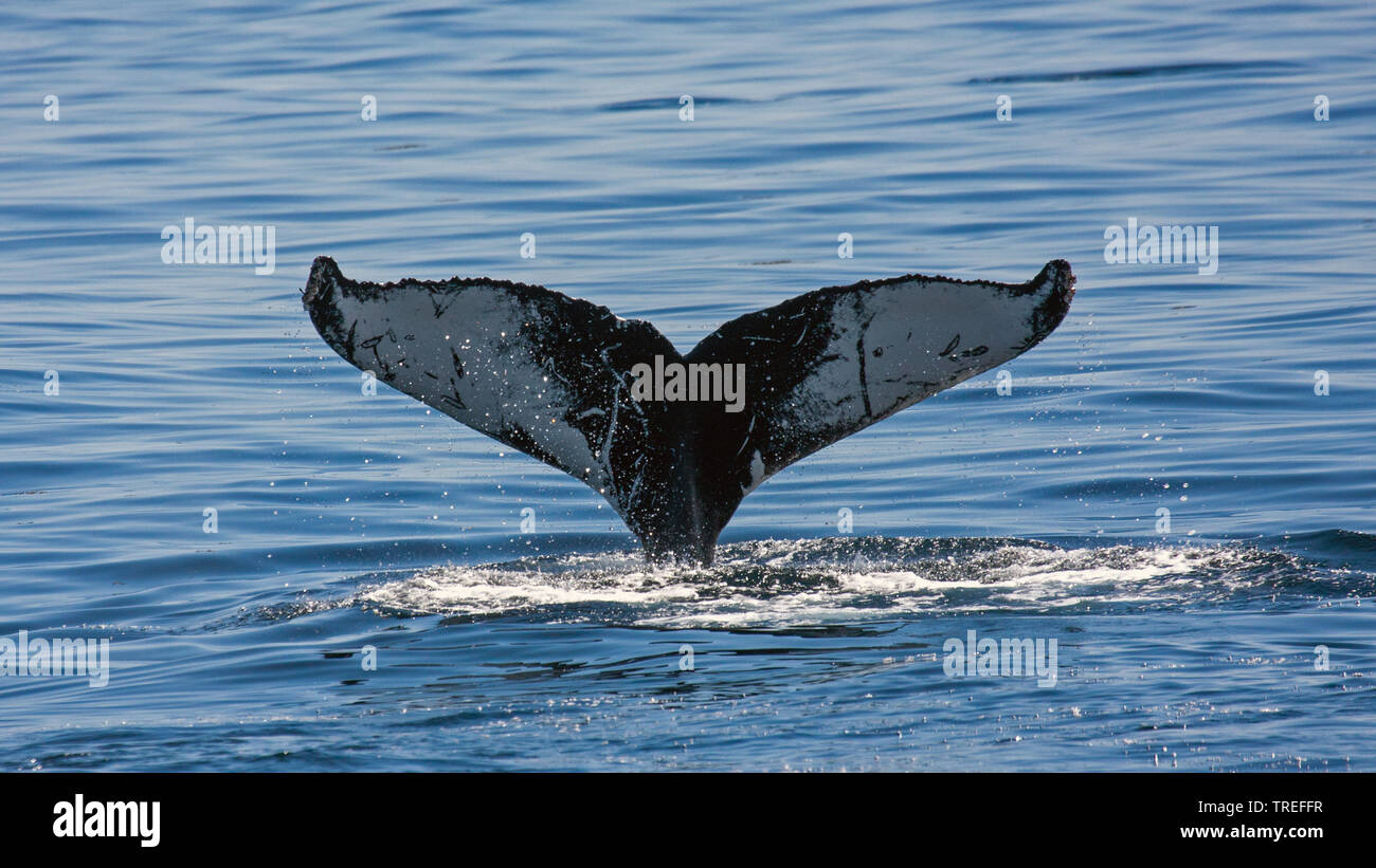 Buckelwale (Megaptera novaeangliae), eintauchen Wale, Fluke, stößt das Wasser, USA Stockfoto