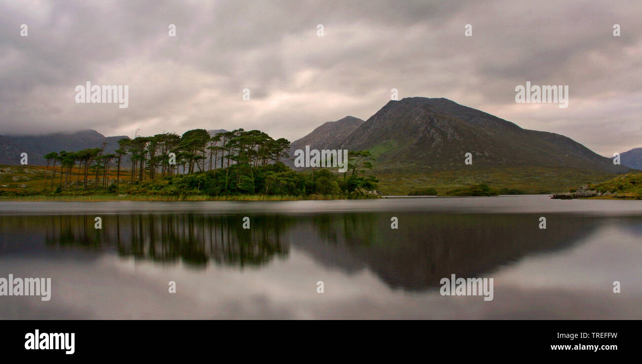Zwölf Kiefern im Derryclare Lough, Irland, Connemara Stockfoto