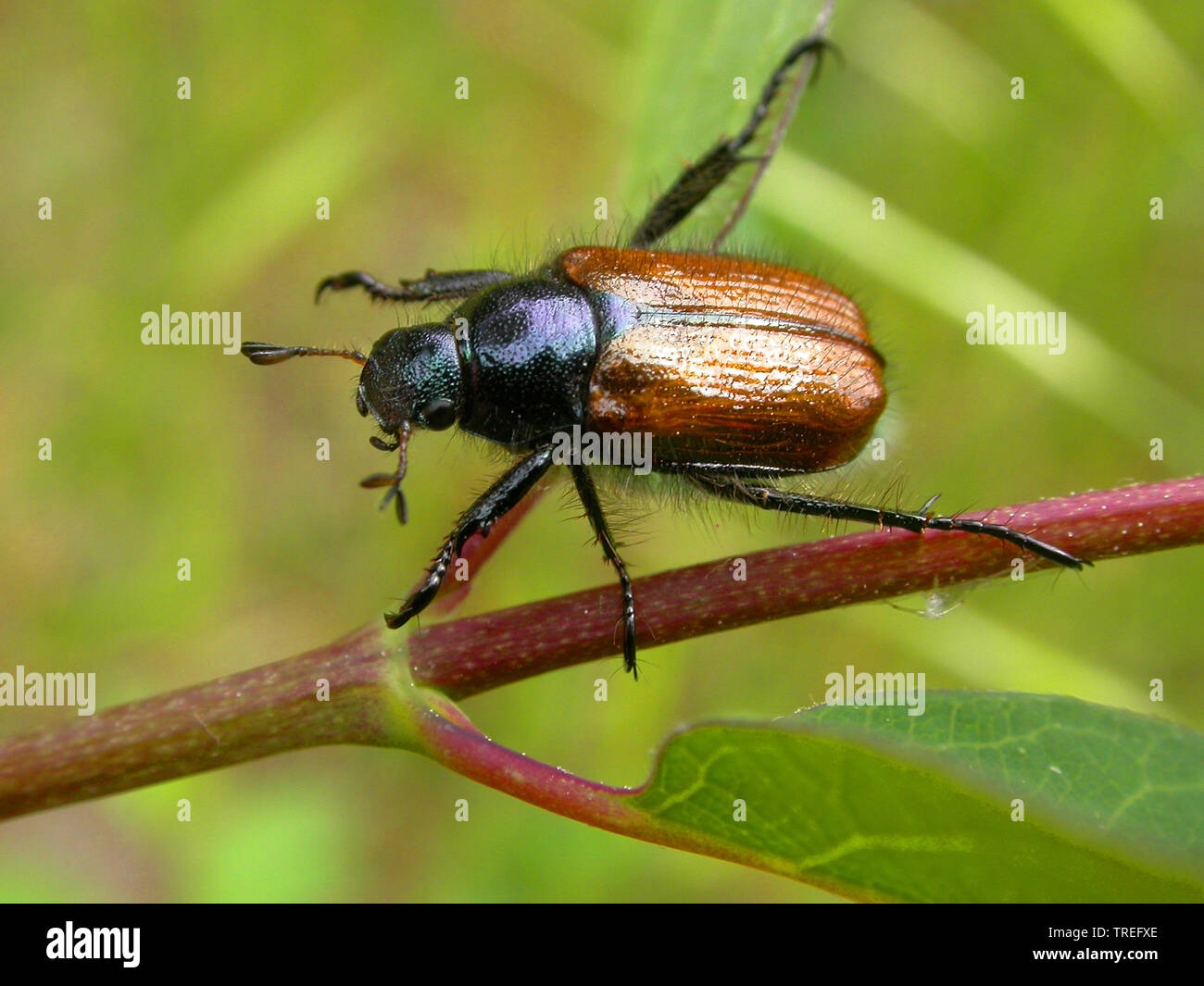 Garten Käfer (Phyllopertha horticola, Phylloperta horticola), auf einen