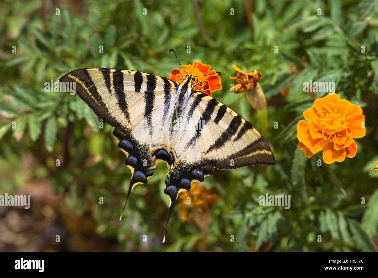 Segelfalter, kite Swallowtail (Iphiclides Art), Sammetblume, Spanien Stockfoto