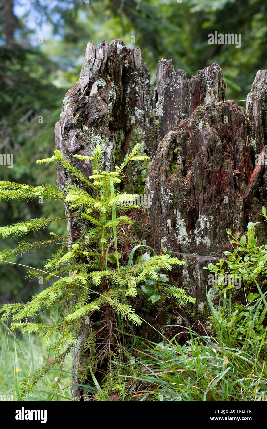 Die Fichte (Picea abies), Jungen an einem Baumstumpf Fichte, Deutschland Stockfoto