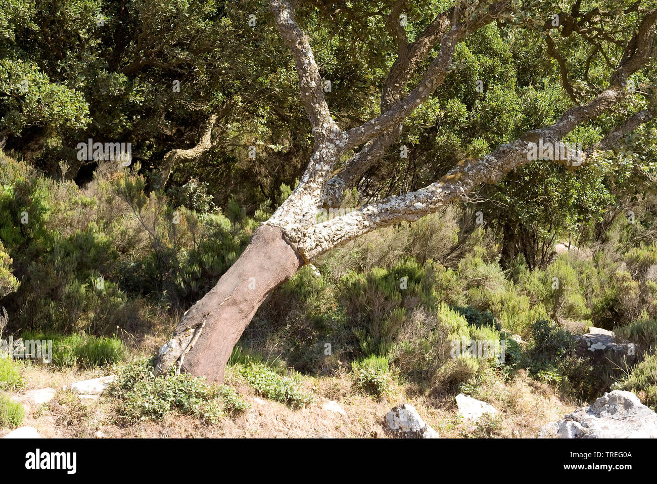Korkeiche (Quercus suber), die nach der Ernte Rinde, Spanien Stockfoto