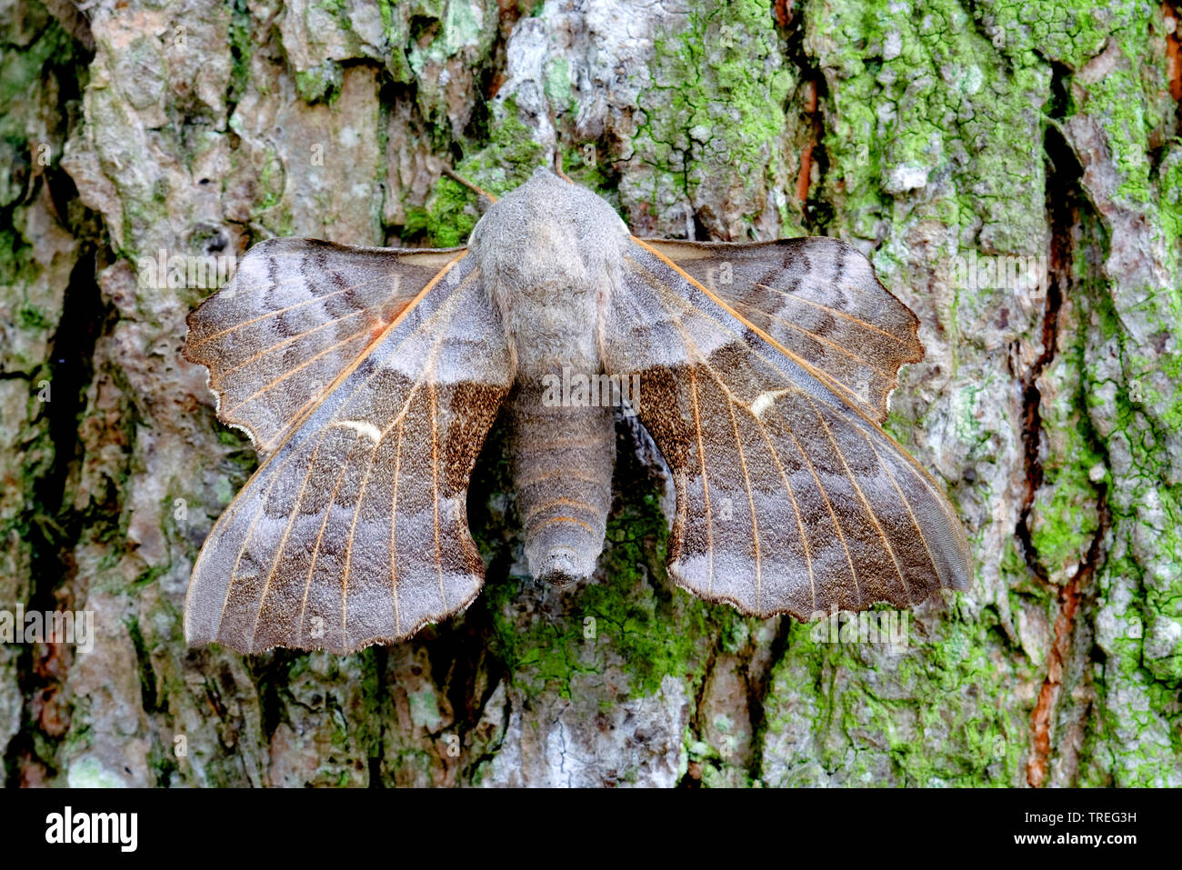 Pappel Hawk-moth, Pappel Tabakschwärmer (Laothoe populi, Sphinx populi), sitzt an einem Baumstamm, Niederlande Stockfoto