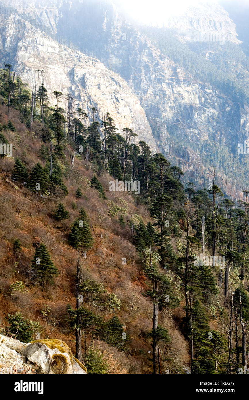 Kiefernwald unter Sela Pass, Indien Stockfoto
