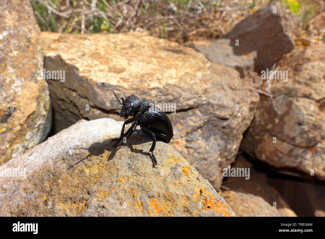 Schwarze Käfer auf einem Felsen, Kanarische Inseln, La Palma, Las Tricias Stockfoto