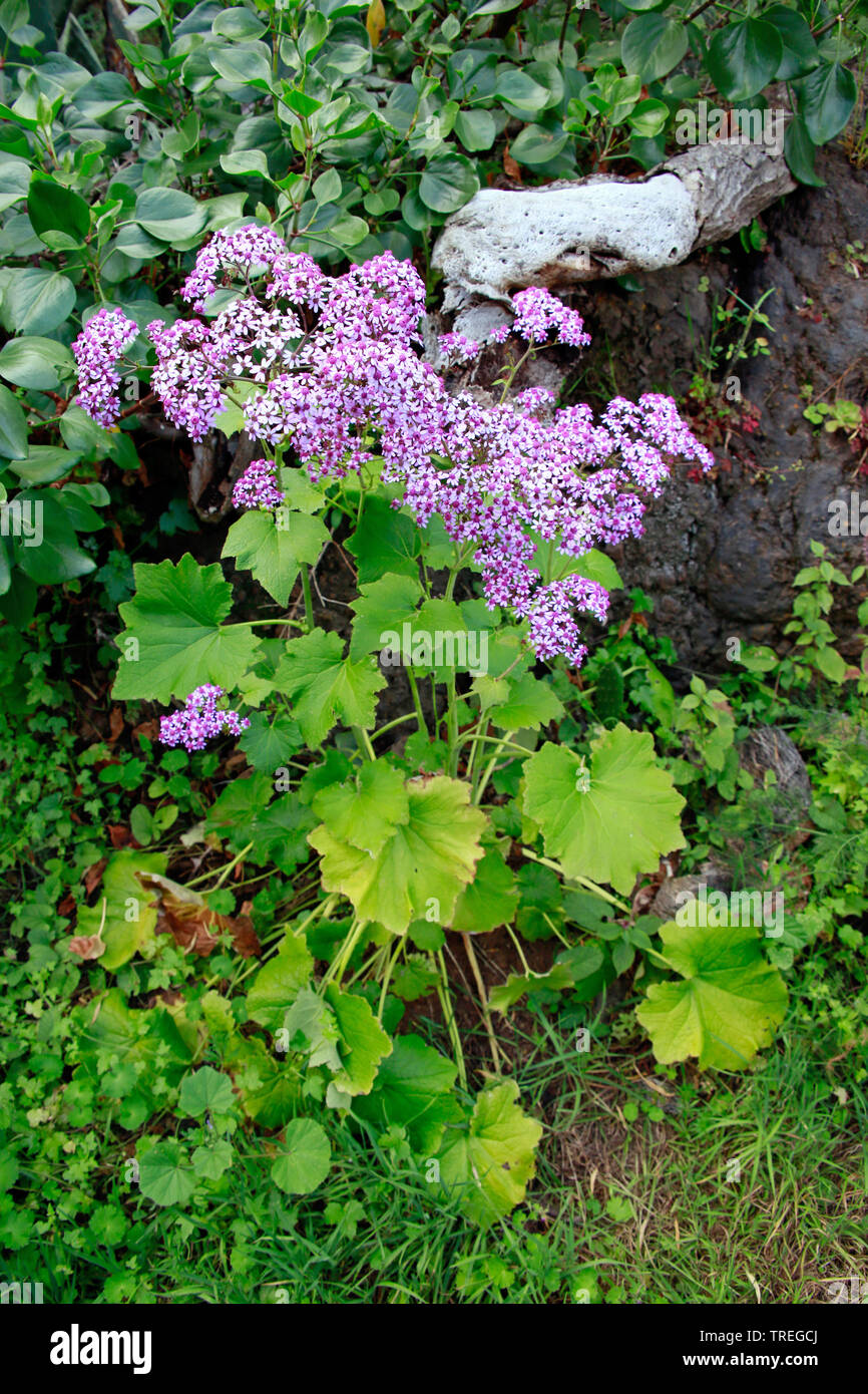 Pericallis papyracea (Pericallis papyracea), blühende, Kanarische Inseln, La Palma, Las Tricias, Garafia Stockfoto
