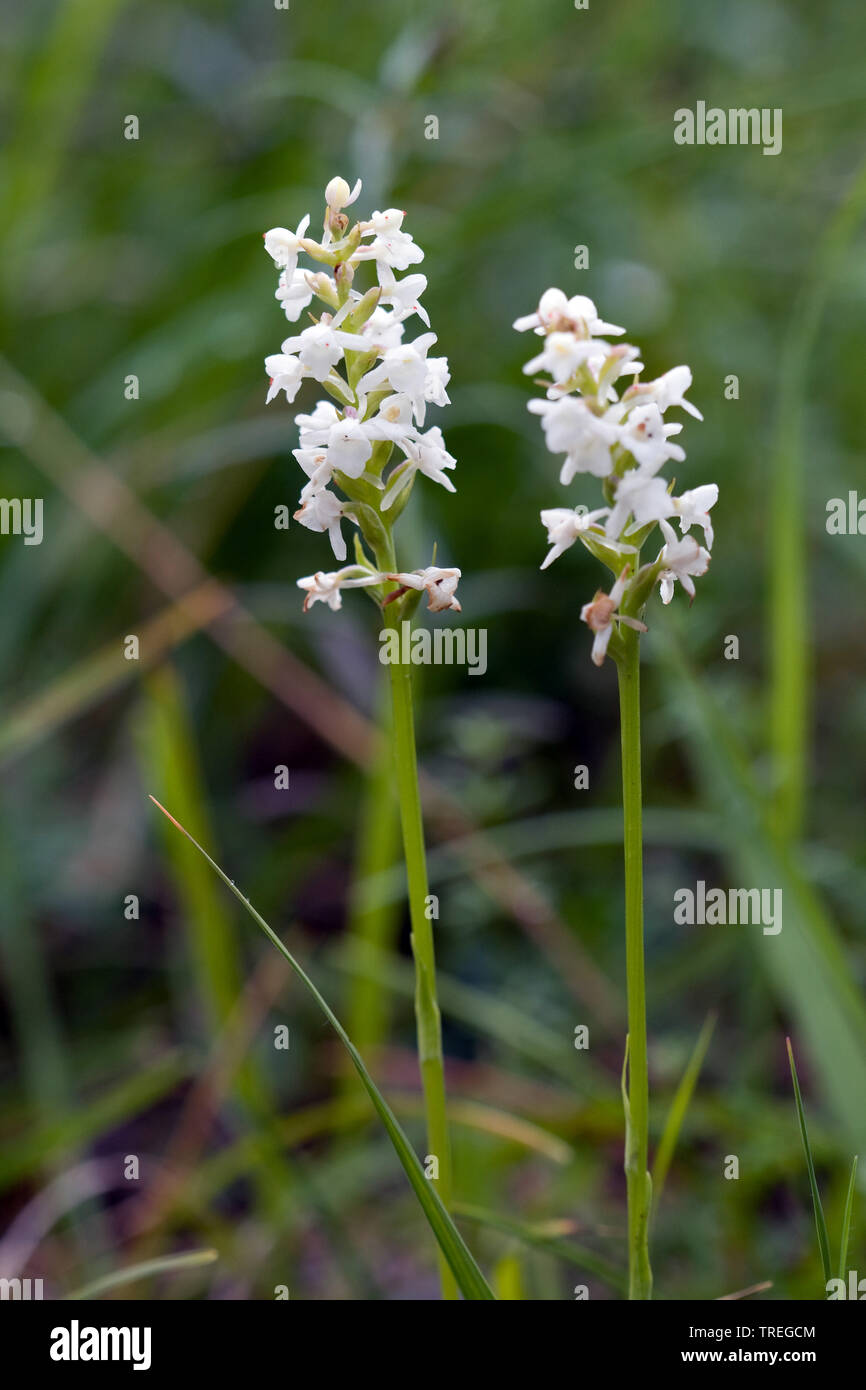 Kleine weie Orchidee (Pseudorchis Albida, Leucorchis Albida), blhen,  Deutschland Stockfotografie - Alamy