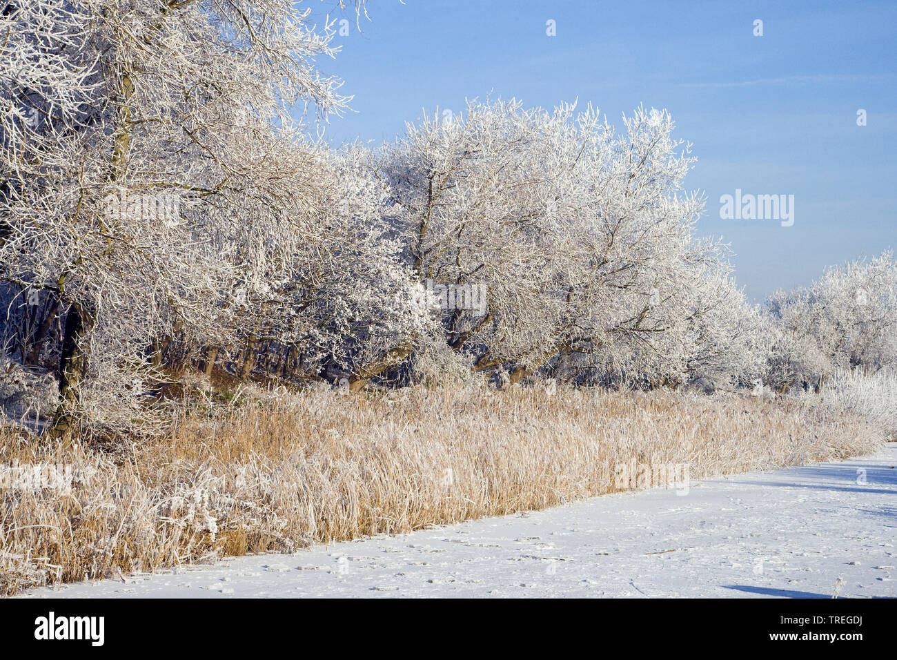 Raureif auf den Bäumen und Sträuchern und gefrorene Wasserfläche, Niederlande, Katwijk Stockfoto