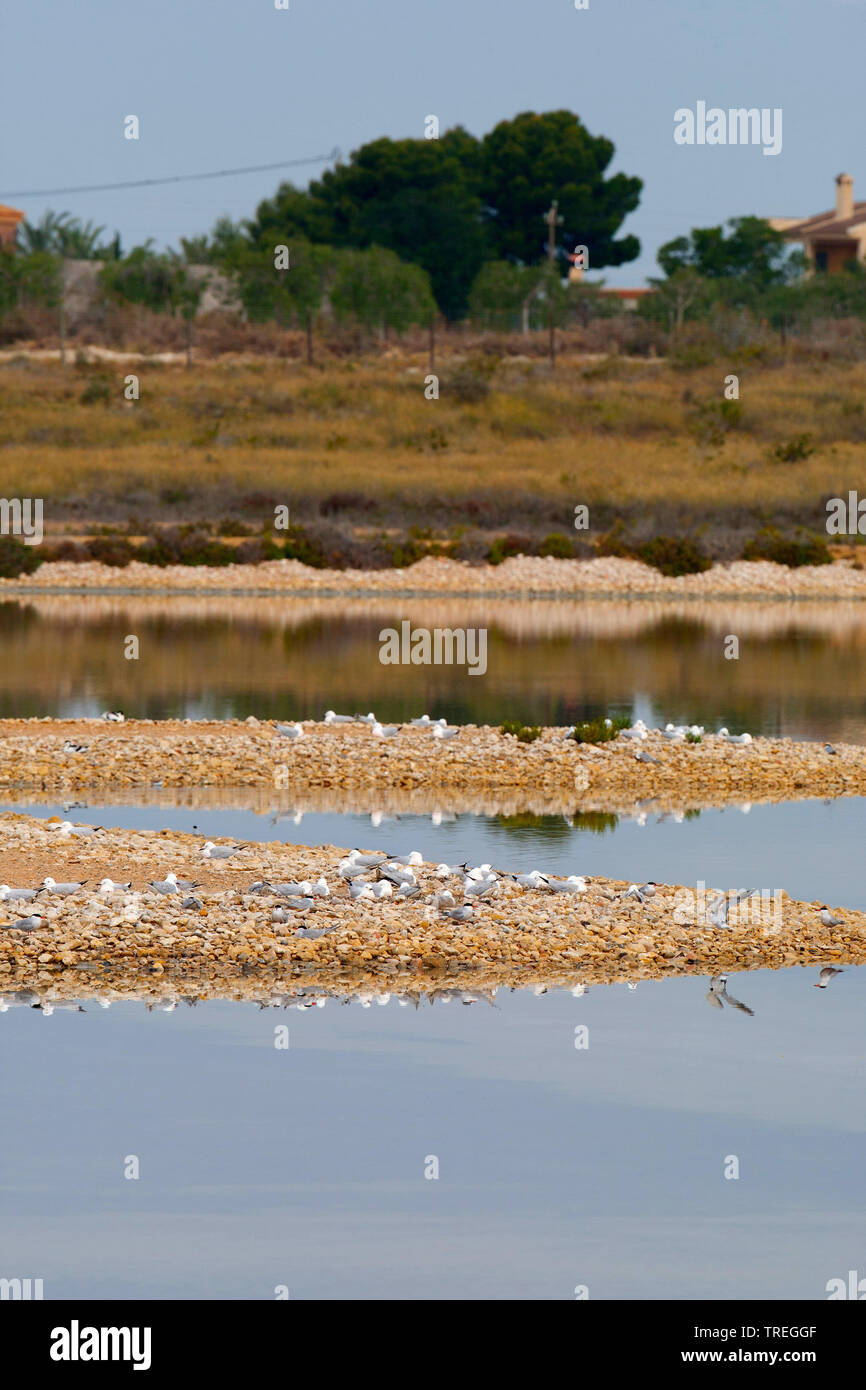 Slender-billed Gull (Larus genei, Chroicocephalus genei), in der Gruppe sitzen am Ufer, Spanien Stockfoto