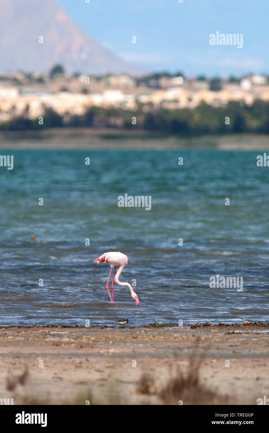Mehr Flamingo (Phoenicopterus roseus, Phoenicopterus ruber Roseus), Nahrungssuche in Spanischen Küstengewässern, Spanien Stockfoto