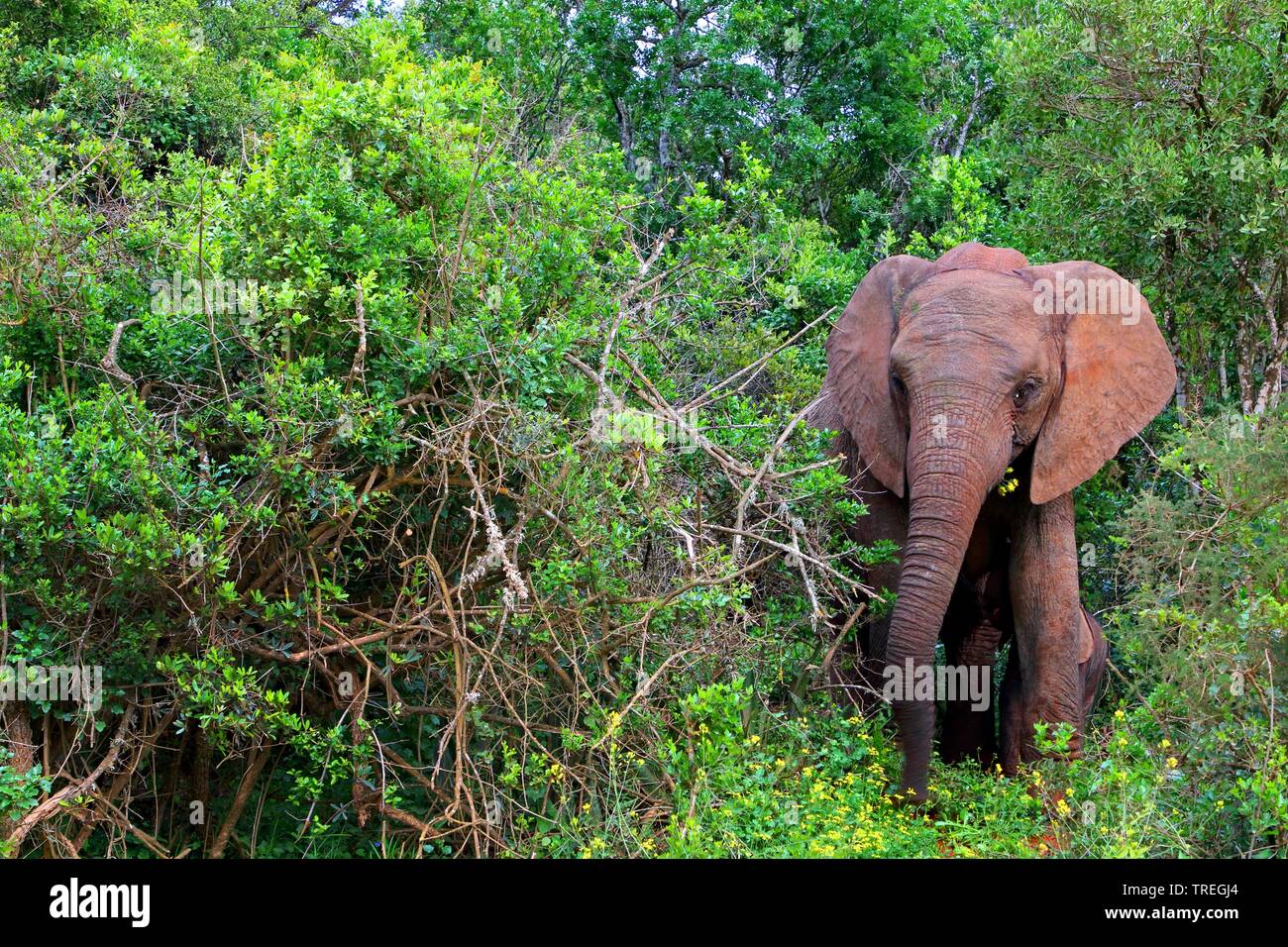 Afrikanischer Elefant (Loxodonta africana), feeds Blätter und Zweige, Südafrika, Eastern Cape, Addo Elephant National Park Stockfoto