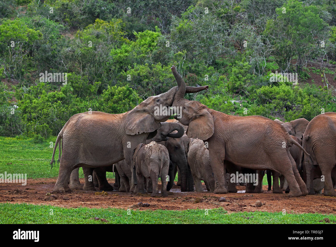 Afrikanischer Elefant (Loxodonta africana) am Wasserloch, junge Bullen kämpfen, Südafrika, Eastern Cape, Addo Elephant National Park Stockfoto
