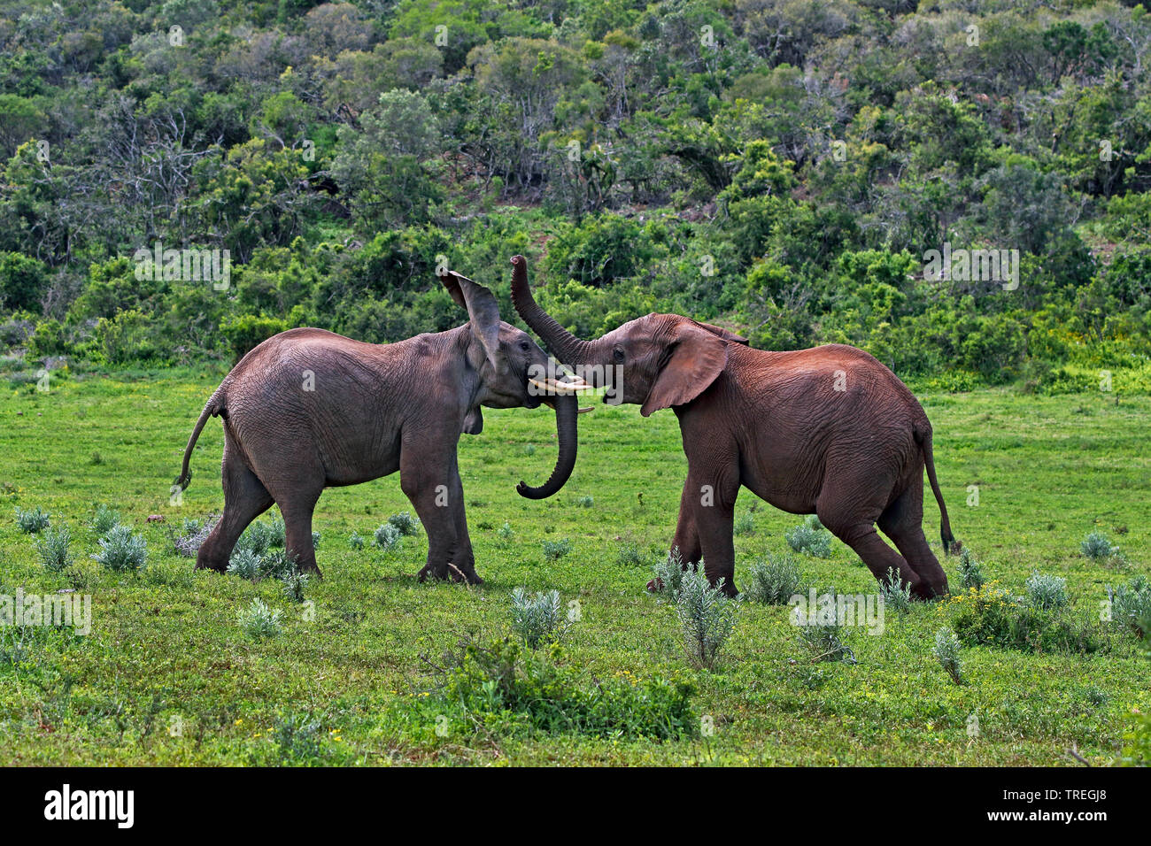Afrikanischer Elefant (Loxodonta africana), junge Bullen kämpfen, Südafrika, Eastern Cape, Addo Elephant National Park Stockfoto