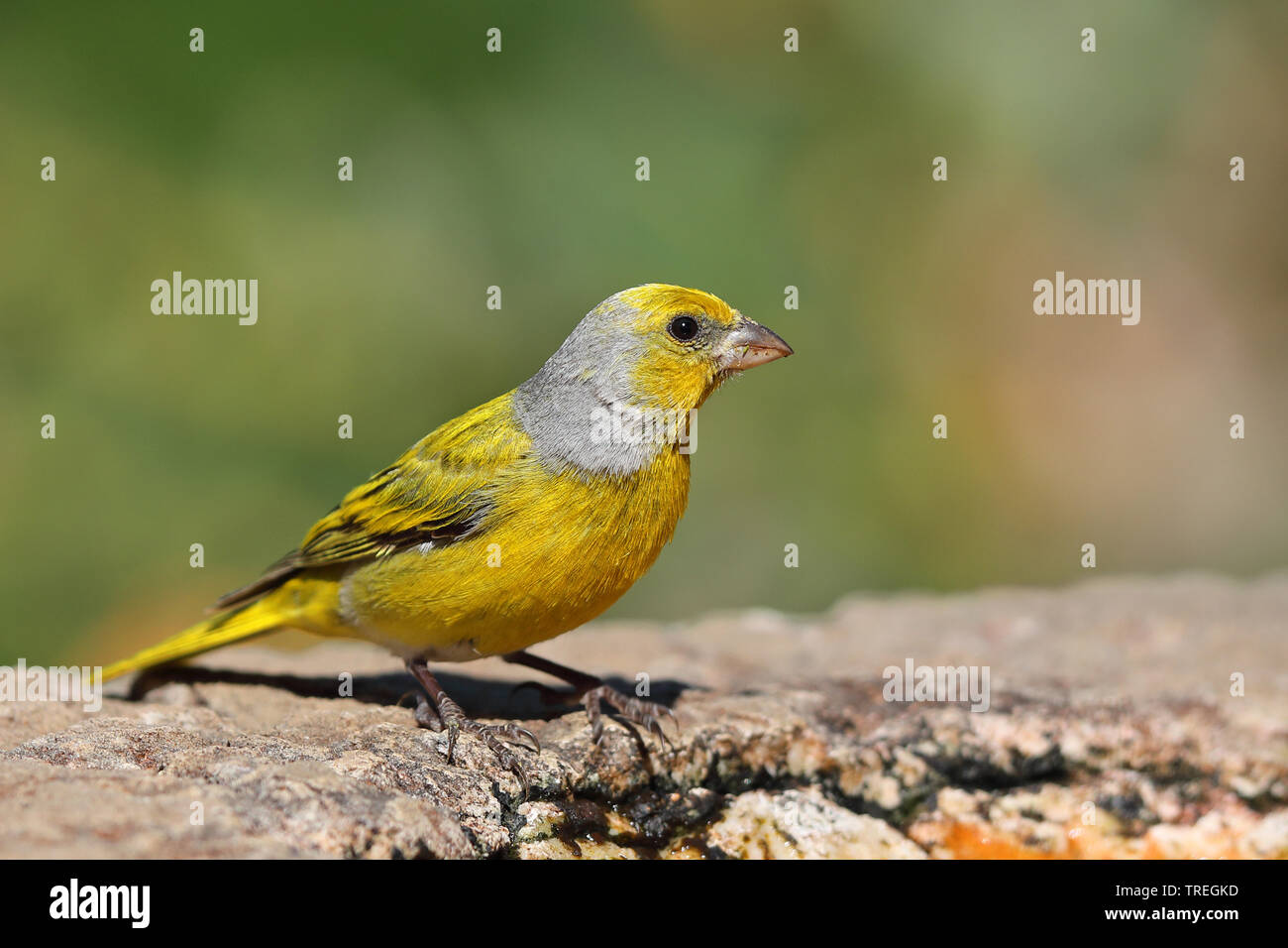 Gelb - gekrönte Kanarienvogel (Serinus canicollis), männlich, Südafrika, Kirstenbosch Stockfoto