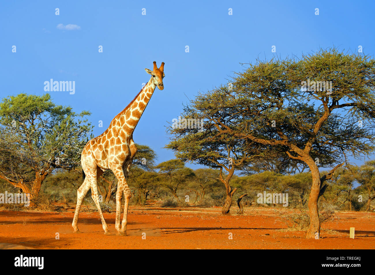 Giraffe (Giraffa Camelopardalis), in der Savanne, Südafrika, Mokala National Park Stockfoto