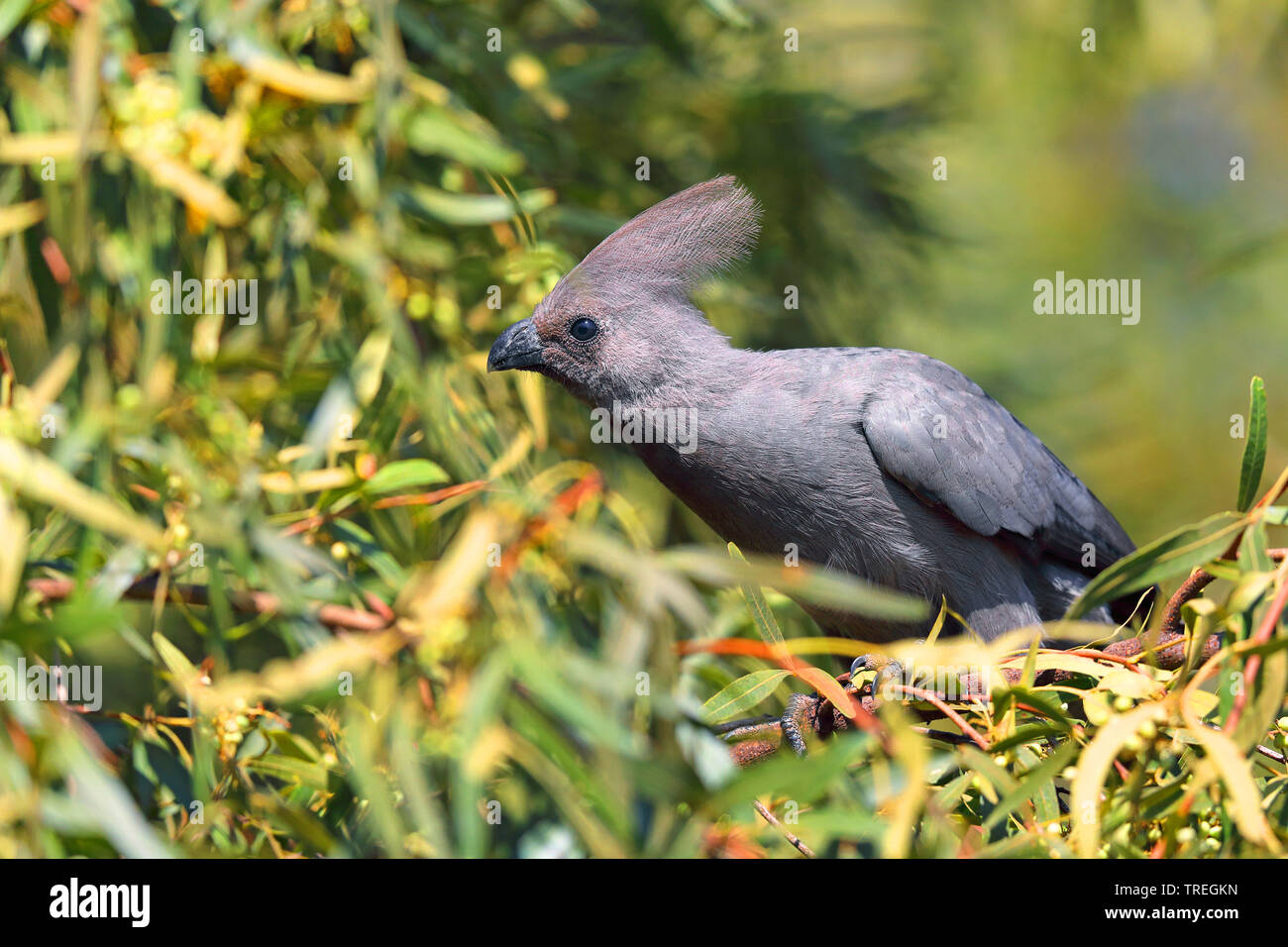 Go-away-bird (Corythaixoides concolor), Fütterung auf Beeren, Südafrika, North West Provinz, Pilanesberg National Park Stockfoto