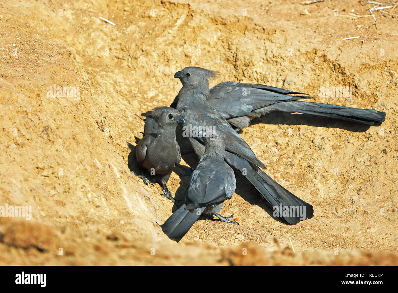 Go-away-bird (Corythaixoides concolor), in der Gruppe auf dem Boden, der Fütterung auf Mineralien, Südafrika, North West Provinz, Pilanesberg National Park Stockfoto