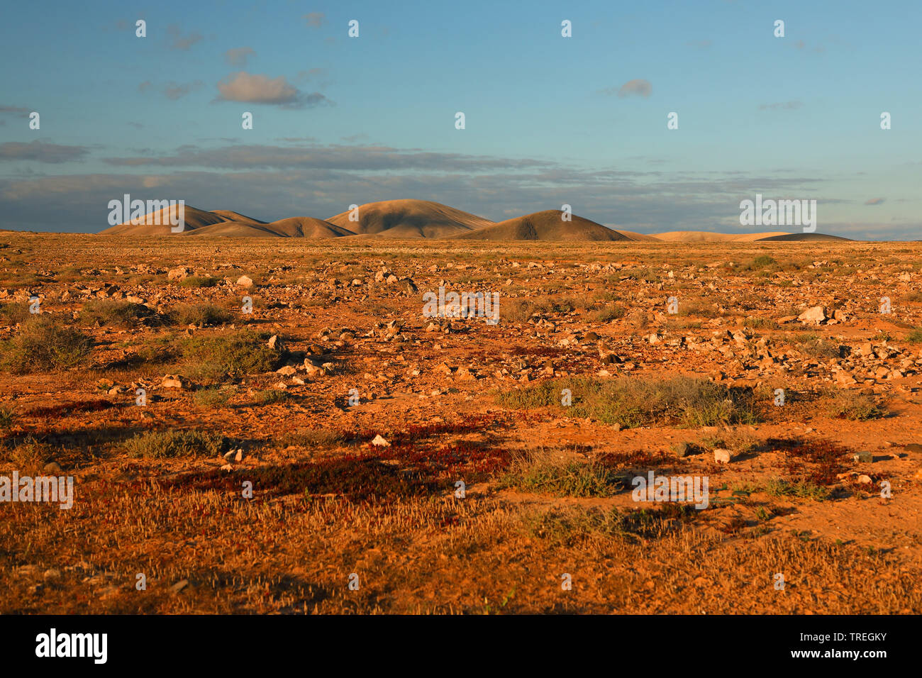 Die Halbwüste im Abendlicht, Kanarische Inseln, Fuerteventura, Tindaya Stockfoto