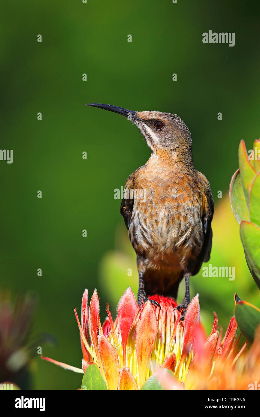 Cape sugarbird (Promerops cafer), männlich auf Protea, Südafrika, Kirstenbosch Stockfoto