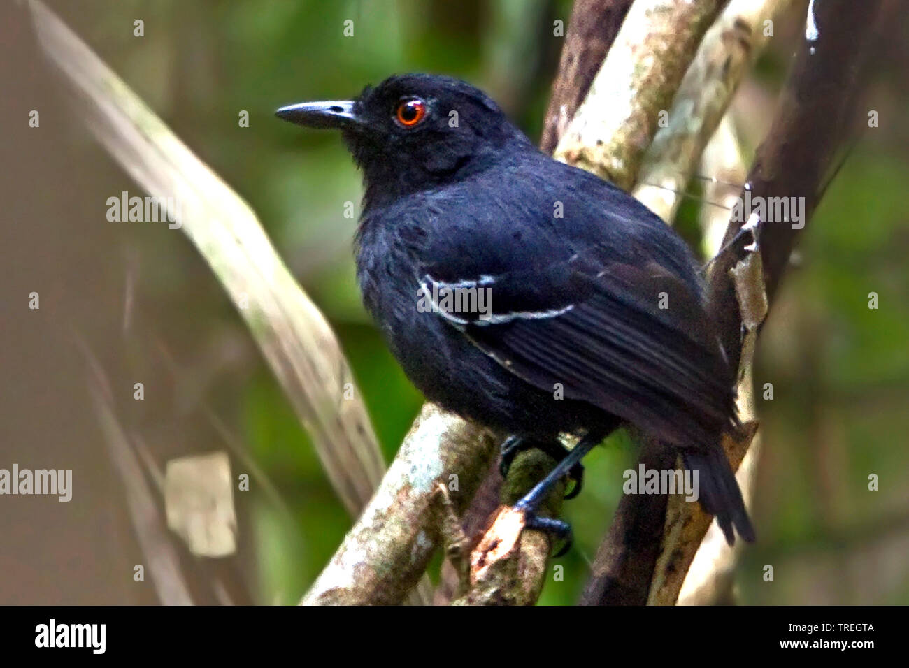 Schwarz-tailed antcreeper (Myrmoborus Melanurus), endemisch in Peru, Peru Stockfoto