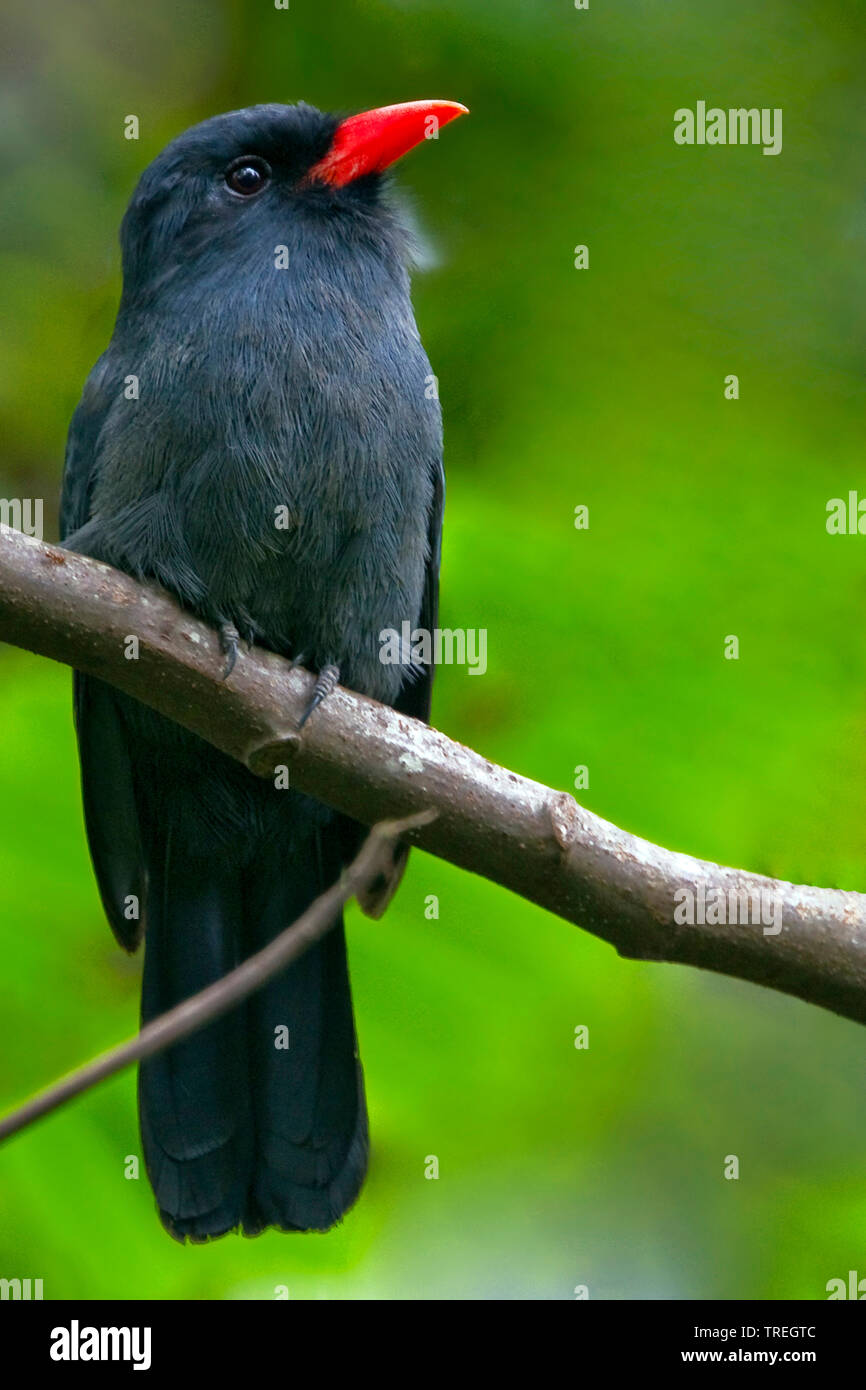 Black-fronted nunbird nigrifrons (monasa), in Baumkronen des tropischen Regenwaldes thront, Südamerika Stockfoto