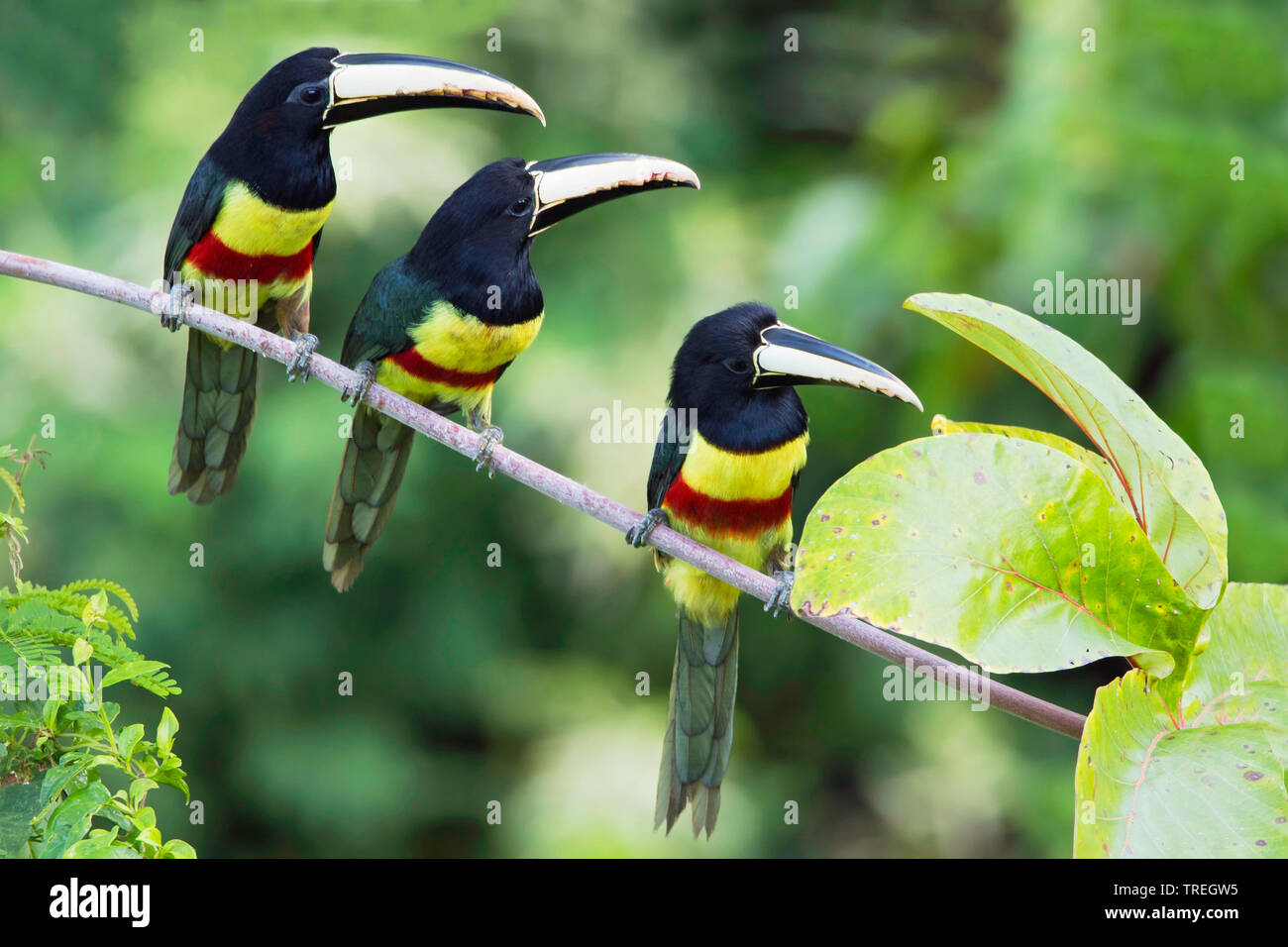 Black-necked aracari (Pteroglossus aracari), über eine Zweigniederlassung, die in einem tropischen Regenwald thront, Suedamerika Stockfoto