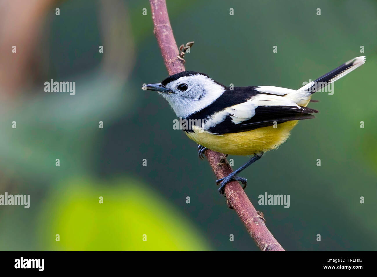 Buff-bellied Schopftyrann (Neolalage banksiana), ist endemisch auf der pazifischen Insel Vanuatu Vanuatu Stockfoto