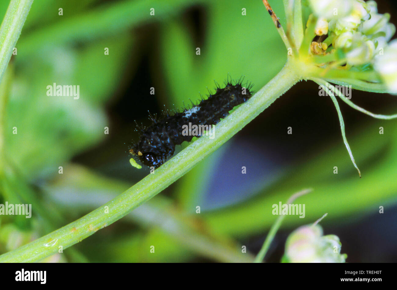 Swallowtail (Pieris brassicae), jungen Caterpillar auf einen Stiel, Deutschland Stockfoto