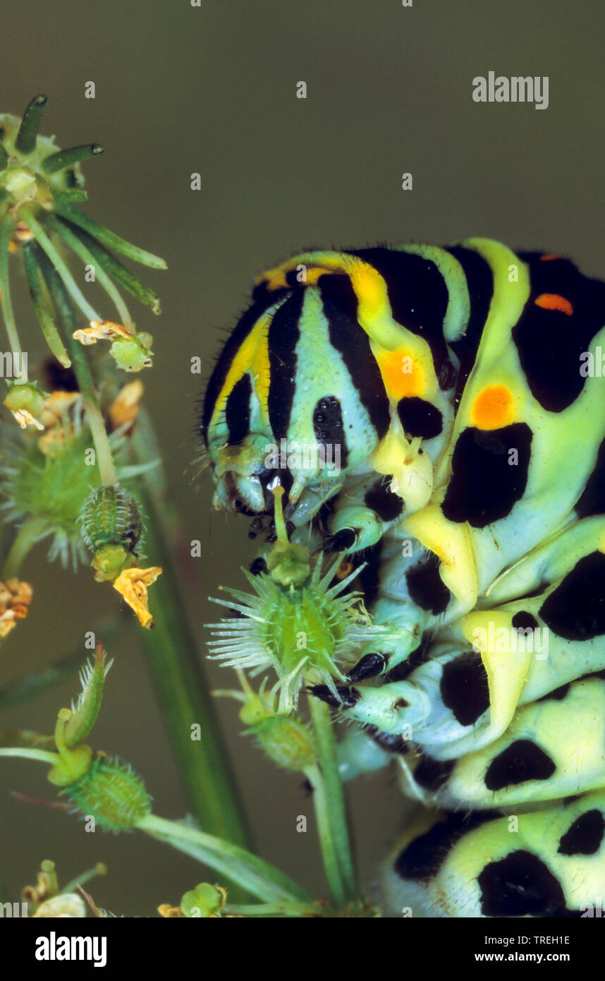 Swallowtail (Pieris brassicae), Caterpillar, Porträt, Deutschland Stockfoto