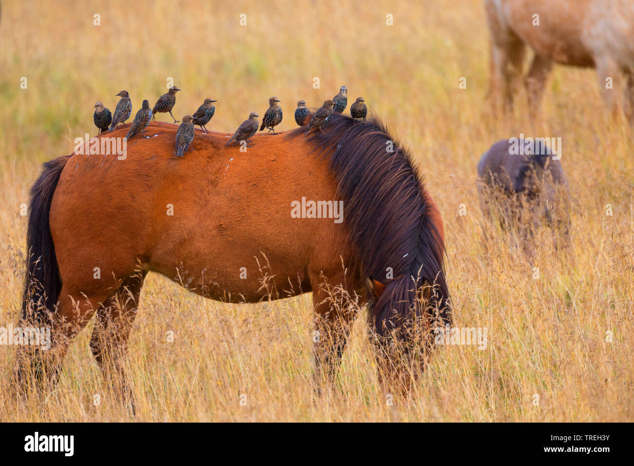 Gemeinsame Star (Sturnus vulgaris), Troop hocken auf einer Weide Island Pony, Island Stockfoto