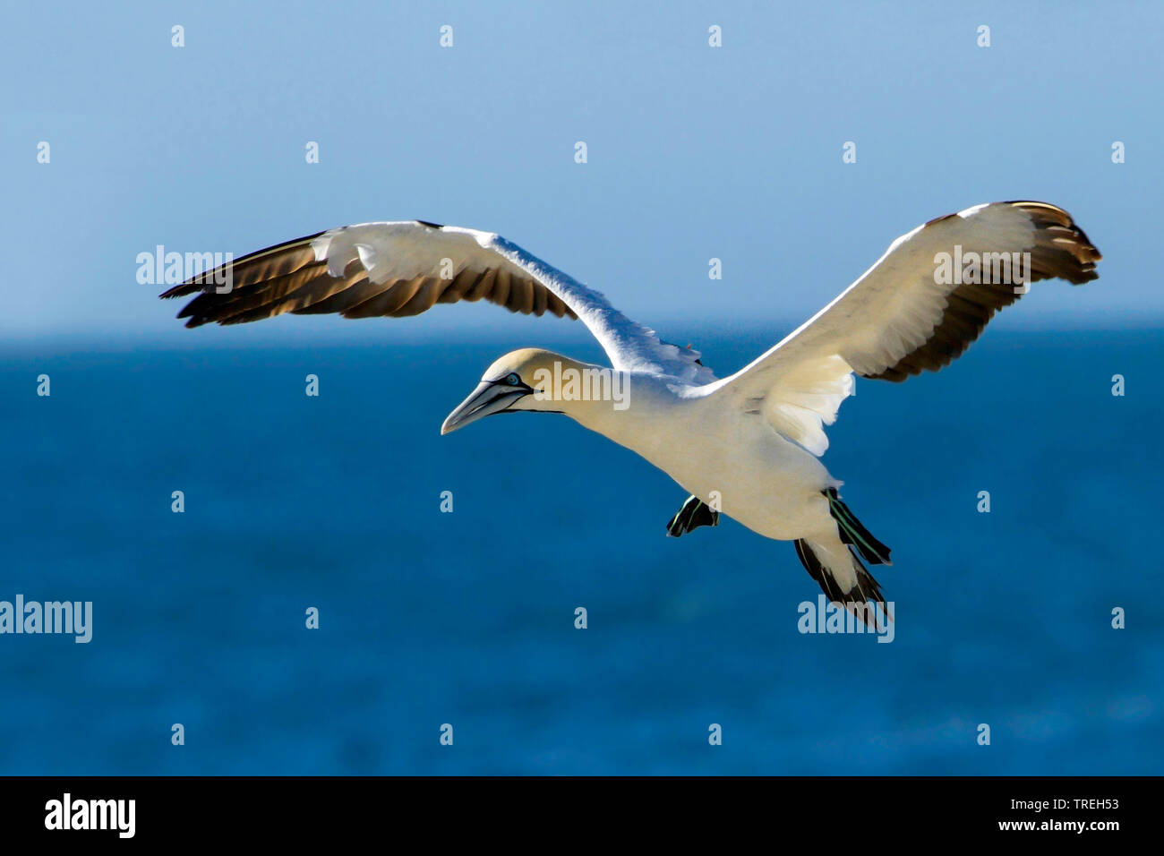 Kaptölpel (Morus capensis), eine endagered Große seabird Der gannett Familie, Südafrika Stockfoto