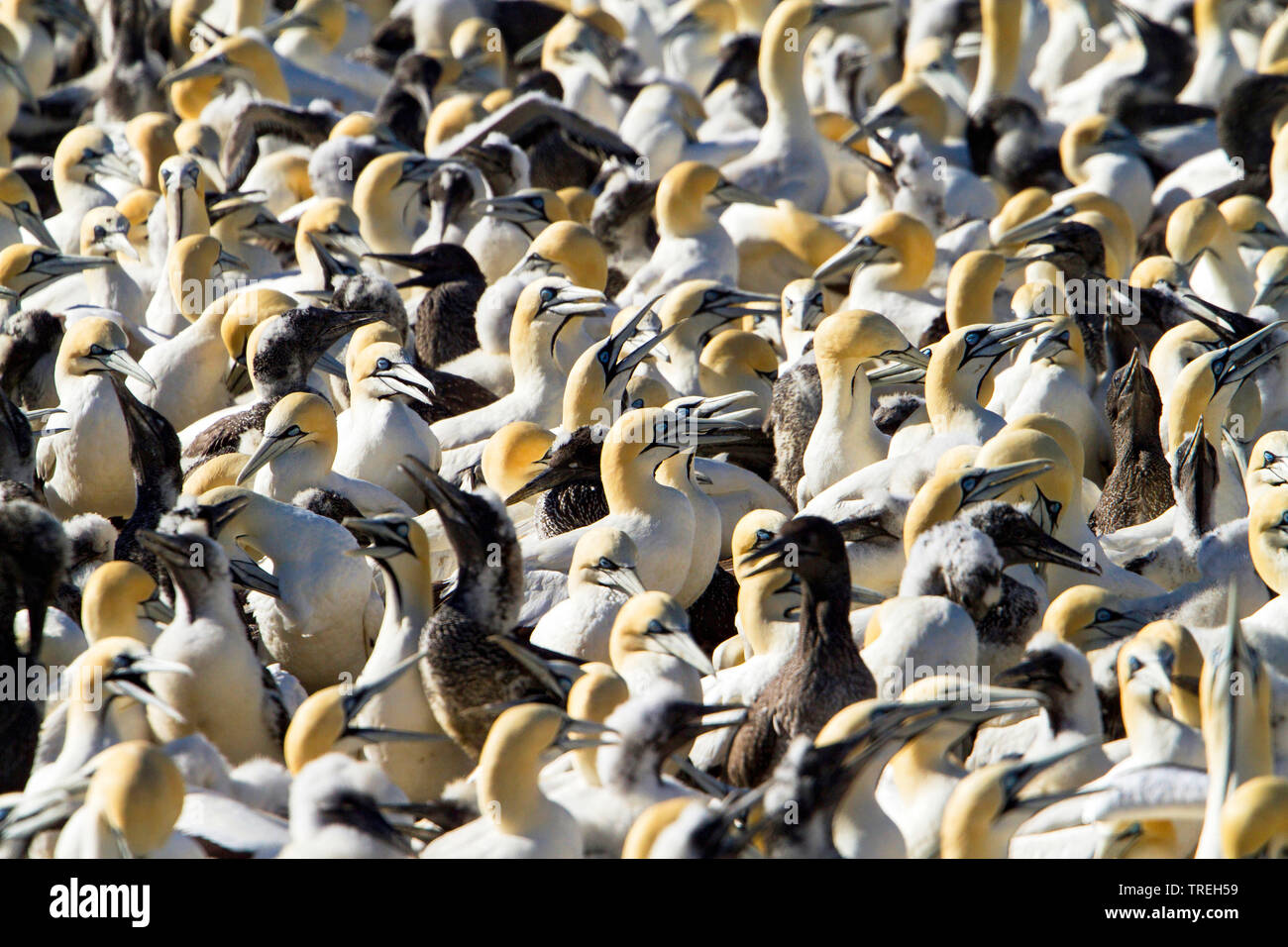 Kaptölpel (Morus capensis), Kolonie der vom Aussterben bedrohten Cape Gannets, Südeuropa Stockfoto