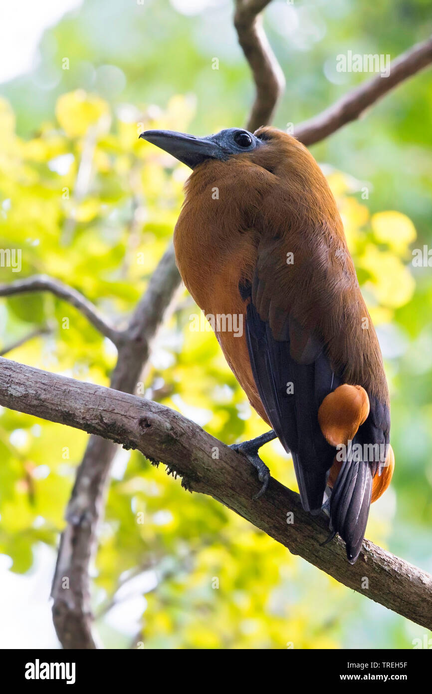 Kapuziner Vogel (Perissocephalus tricolor), sitzend Ion ein Baum, Guyana Stockfoto