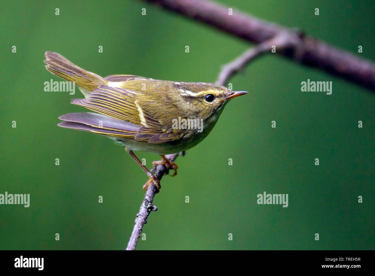 Chinesische Blatt Warbler (Phylloscopidae; Abrornis yunnanensis; Abrornis Yunnanensis), von den Bergen der zentralen China endemisch, China Stockfoto