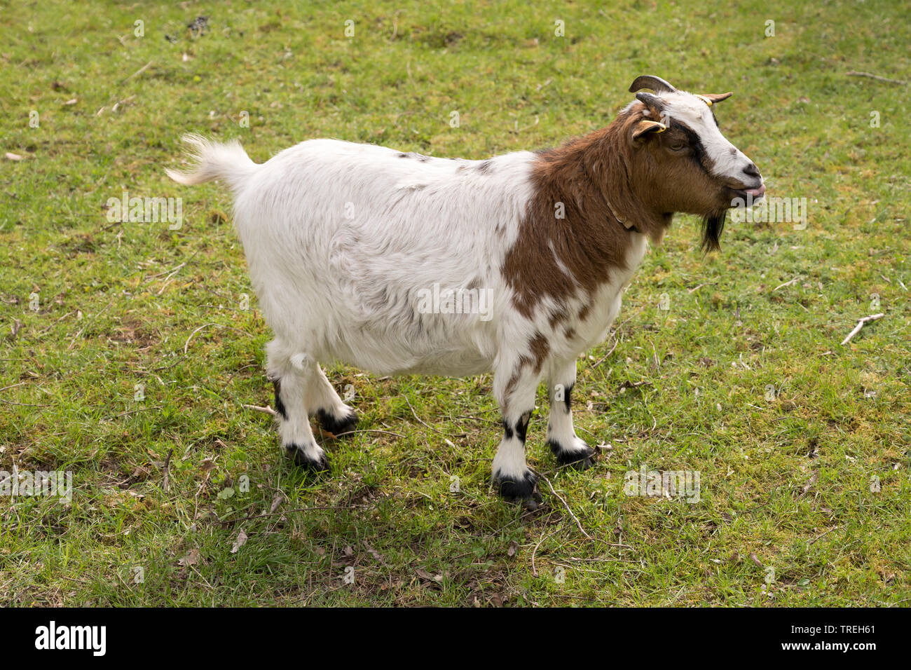 Kleine Ziege auf Gras an den städtischen Park in Stuttgart ruht, Deutschland Stockfoto