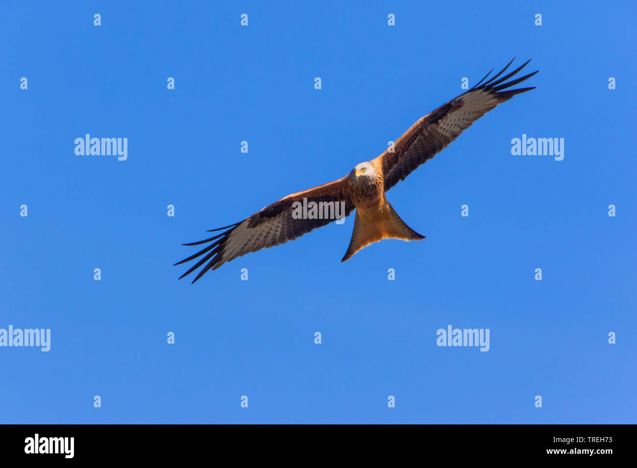 Rotmilan (Milvus milvus), im Flug, Schweiz, Sankt Gallen Stockfoto