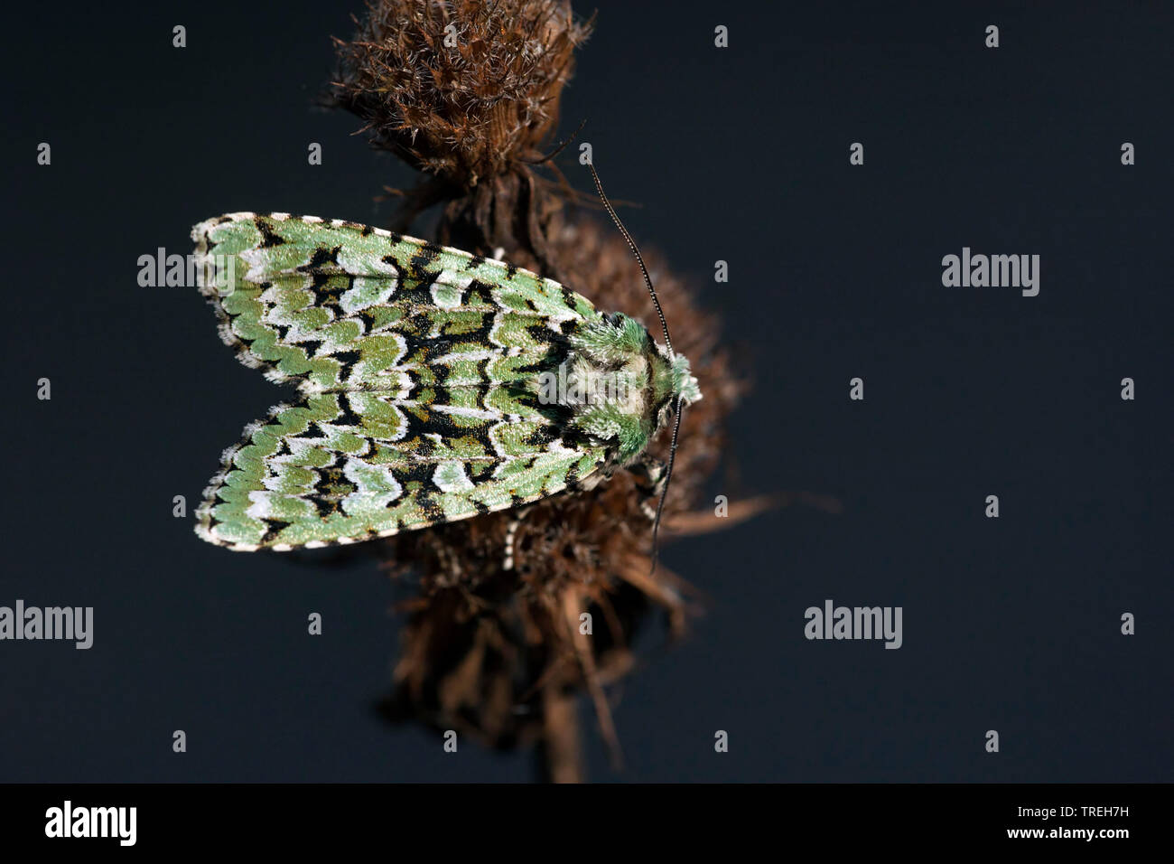 Merveille-du-jour, Grüne owlet Moth (Dichonia aprilina, Griposia aprilina), auf verdorrten Blütenstand, Niederlande, Friesland Stockfoto