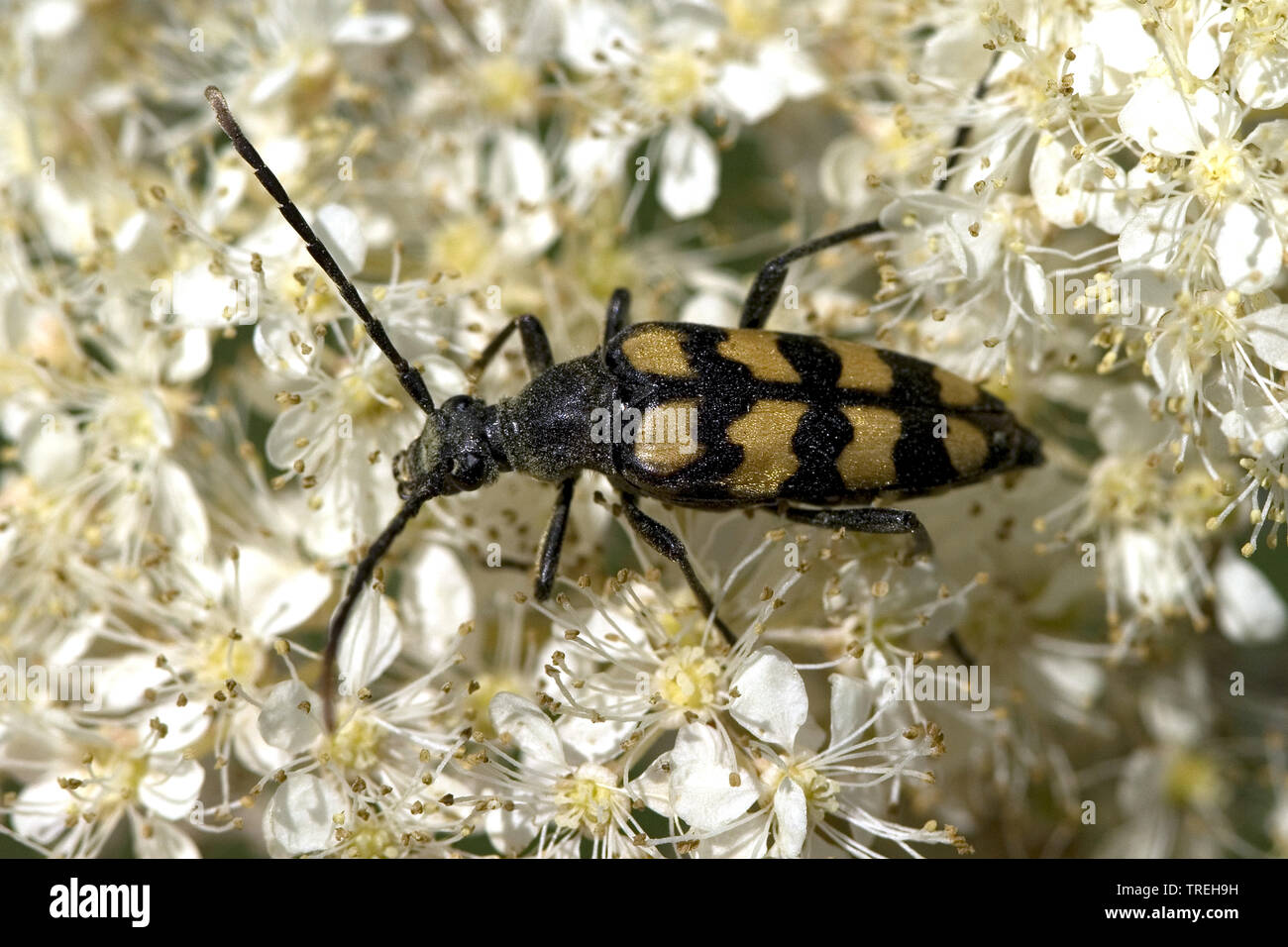 Longhorn, gelb-schwarz Longhorn Beetle (Strangalia maculata, Stenurella maculata, Leptura maculata, Rutpela maculata), auf Blüten gesichtet, Niederlande Stockfoto