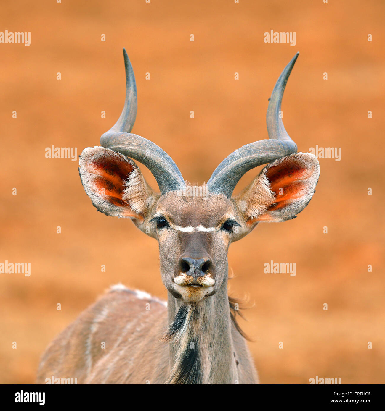 Mehr Kudu (Tragelaphus strepsiceros), junge männliche, Porträt, Südafrika, Mokala National Park Stockfoto
