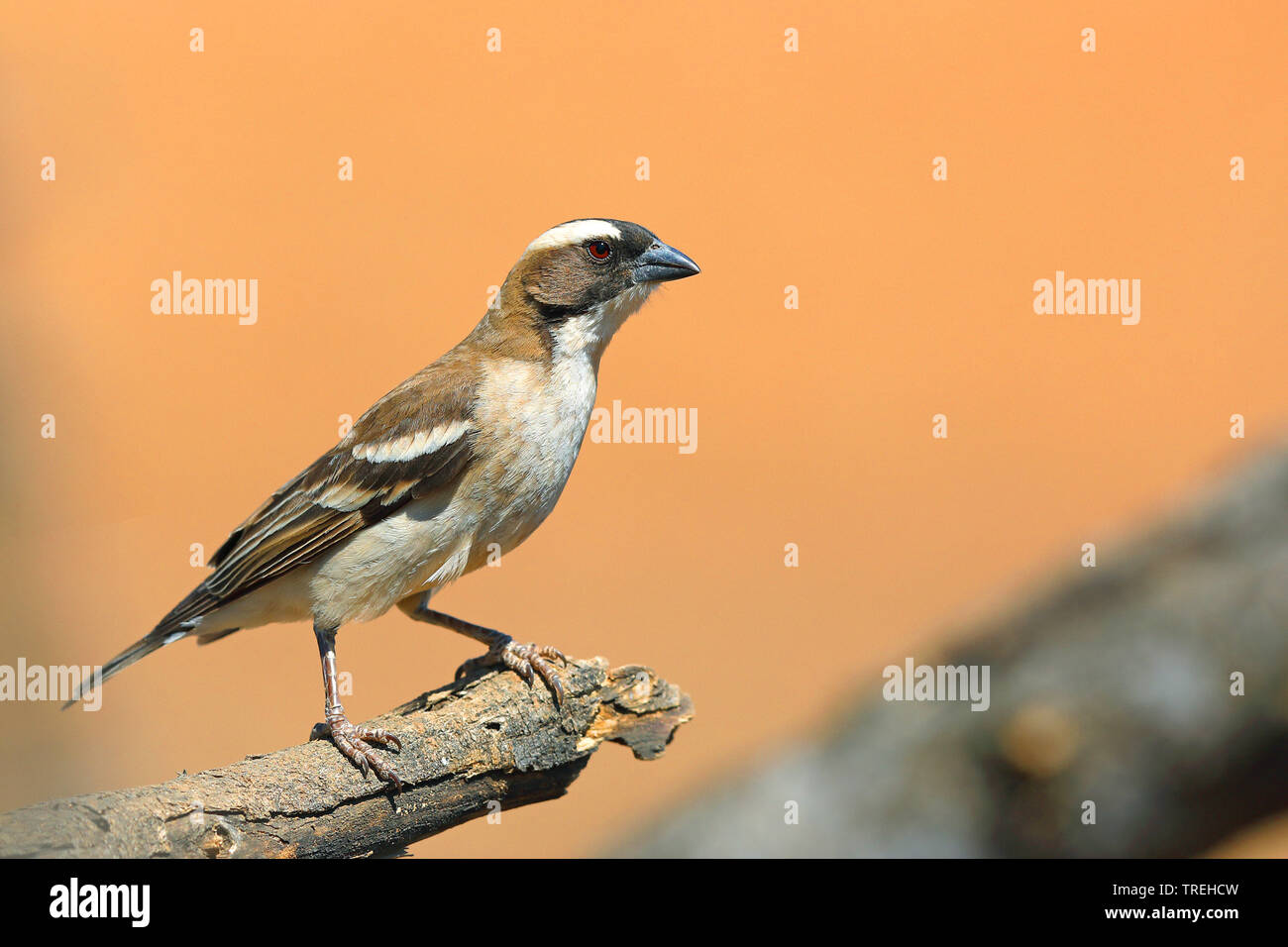 Weiß der tiefsten sparrow Weaver (Plocepasser mahali), sitzt auf einem Baum, Südafrika Stockfoto