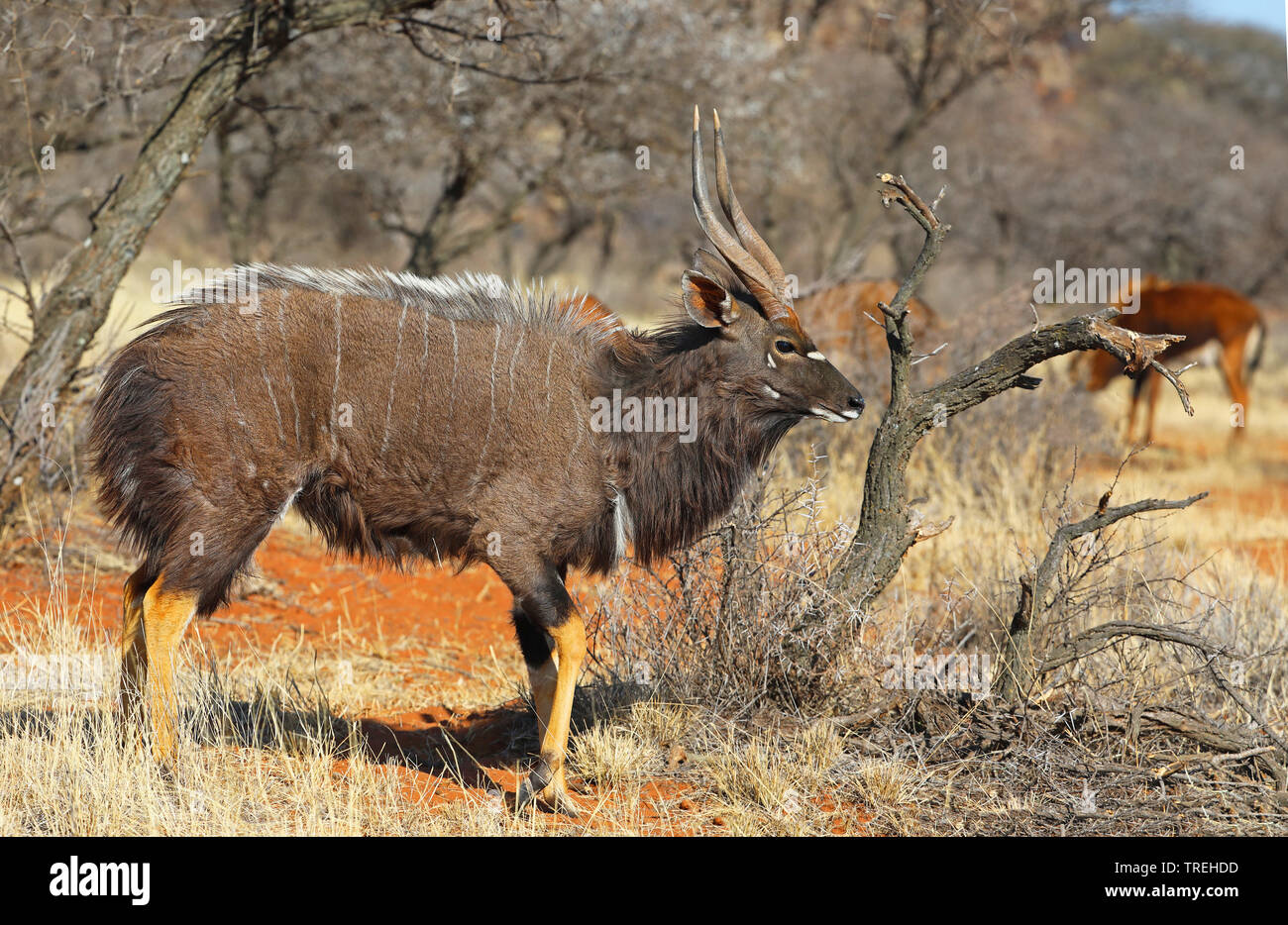 Nyala (tragelaphus Angasi), männlich stehend in Buschsavanne, Südafrika, Kimberley Stockfoto