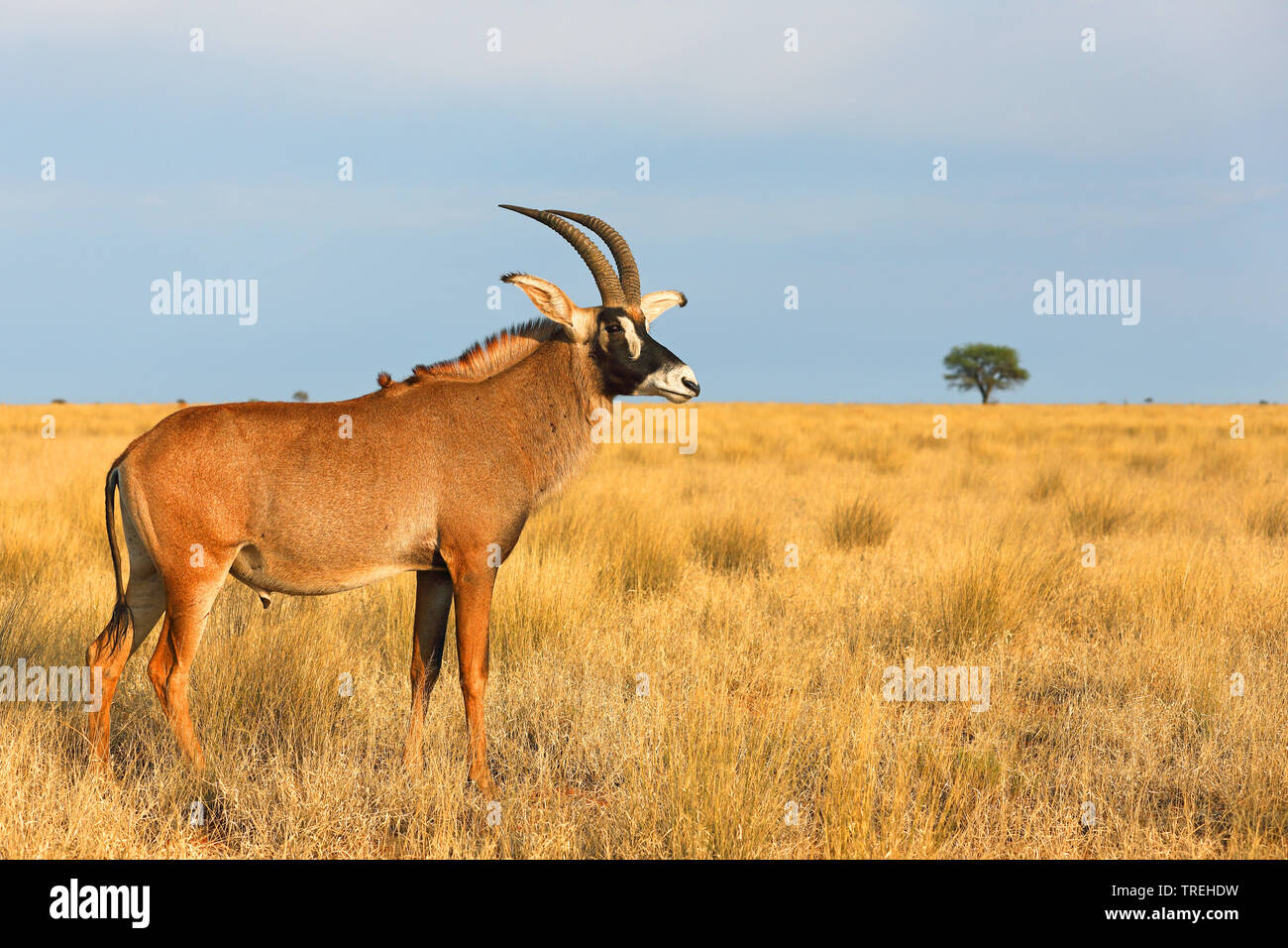 Pferdeantilope (Hippotragus Equinus), männlich steht in der Savanne, Südafrika Stockfoto