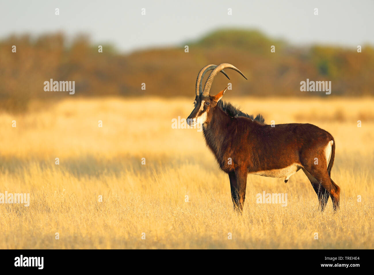 Rappenantilopen (Hippotragus niger), männlich im Grünland, Südafrika Stockfoto