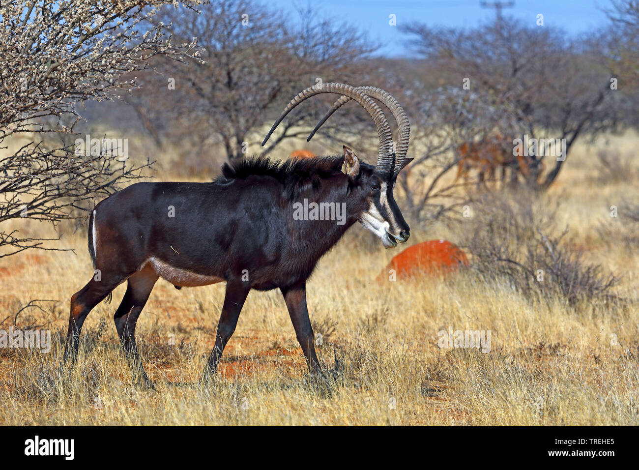 Rappenantilopen (Hippotragus niger), männlich in der Savanne, Südafrika Stockfoto