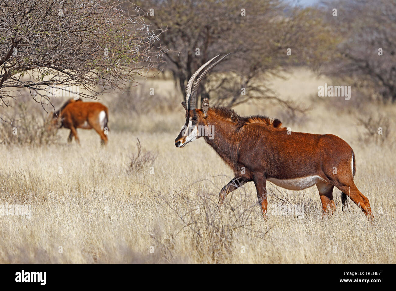 Rappenantilopen (Hippotragus niger), Wandern in der Savanne, Südafrika Stockfoto