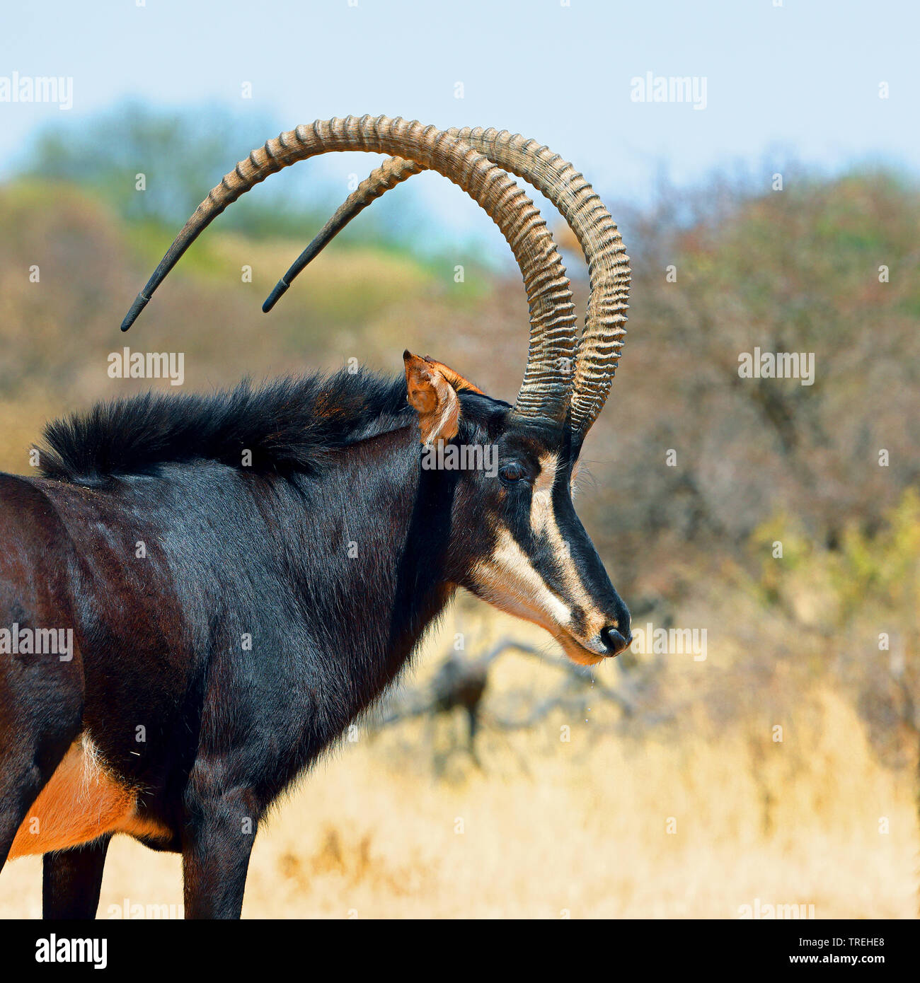 Rappenantilopen (Hippotragus niger), männlich, Südafrika Stockfoto