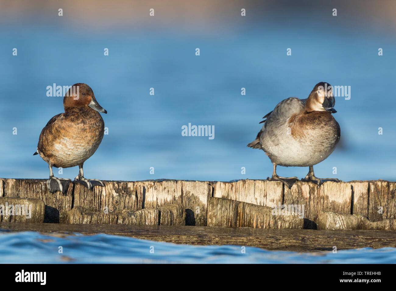 Moorente (Aythya nyroca), Weibliche mit Comman Pochard, Deutschland Stockfoto