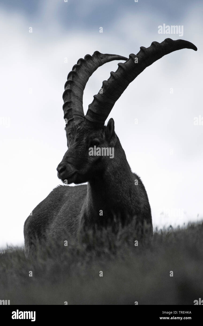 Alpensteinbock (Capra ibex, Capra ibex Ibex), Hintergrundbeleuchtung, Österreich, Kärnten Stockfoto