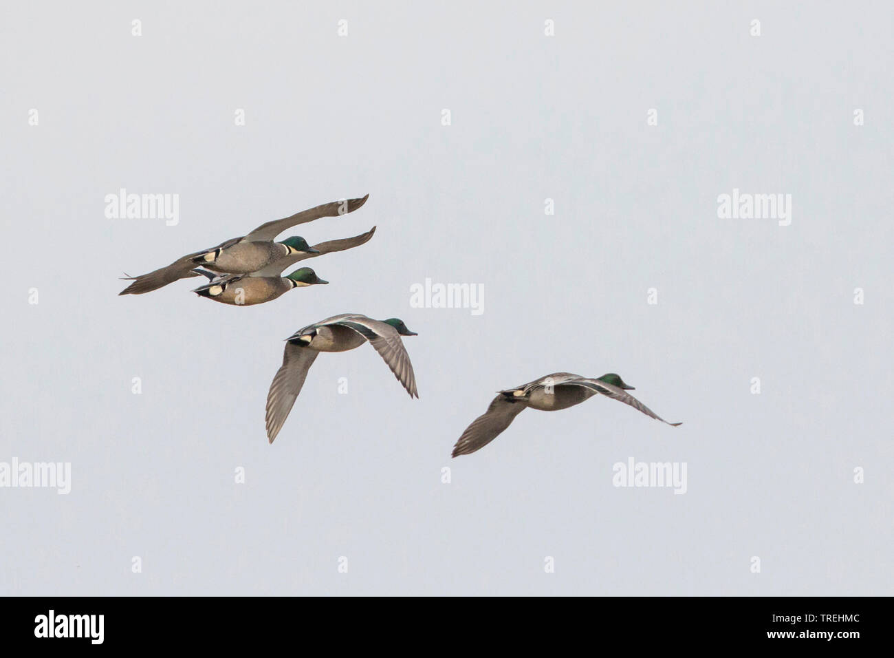 Falcated teal (Anas falcata, Mareca falcata), erwachsene Männchen im Flug, Russland Stockfoto
